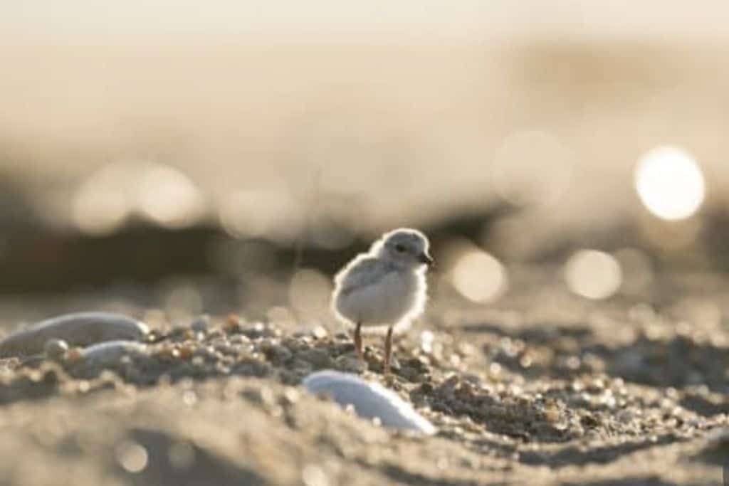 Sandy Point Beach is closed due to Piping Plover nesting