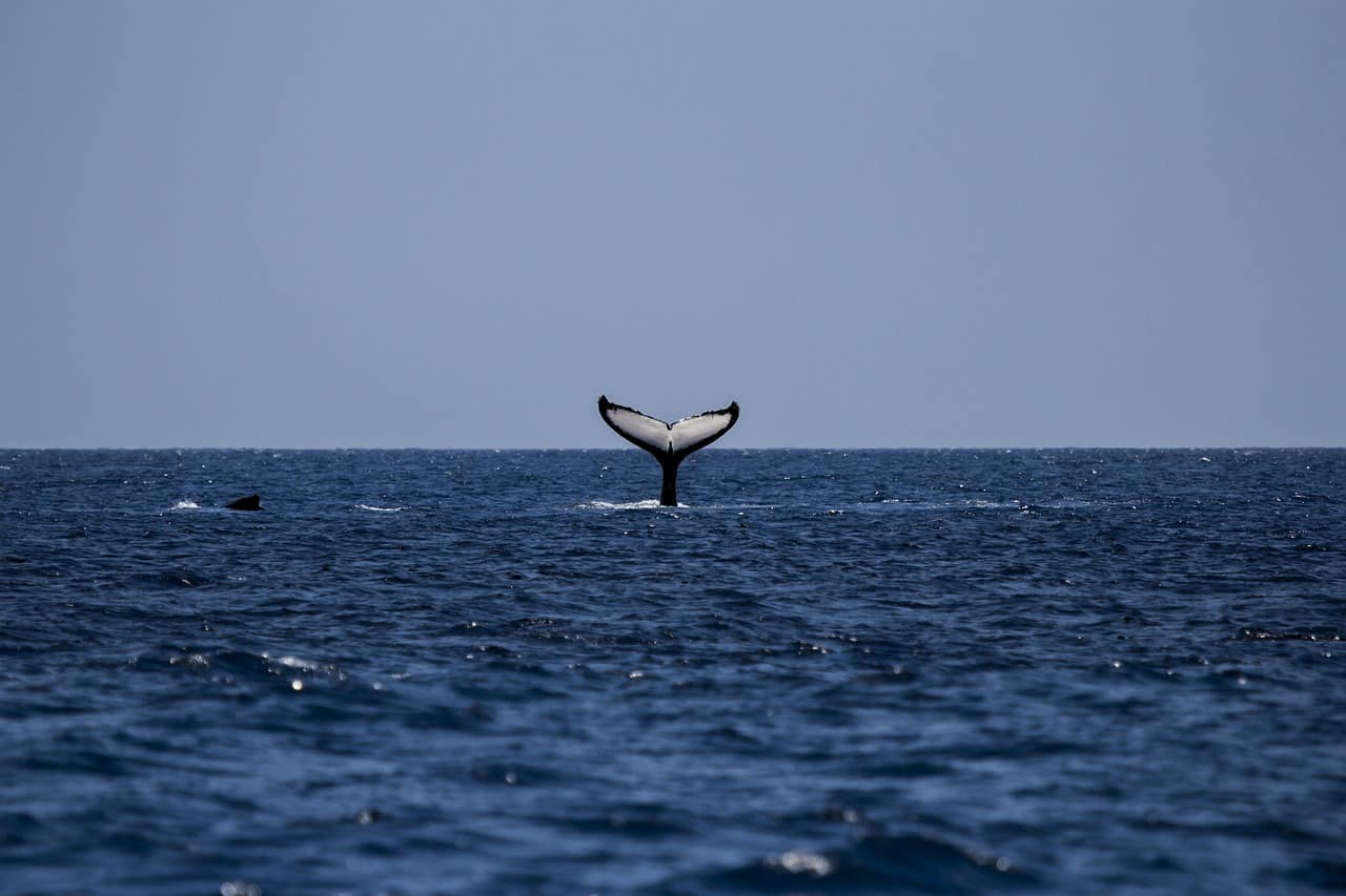 Cape Ann Whale Watch in Gloucester MA is the best spot in New England for whale watching.
